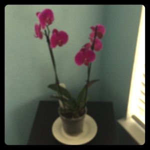 Meet your Posher, Theresa